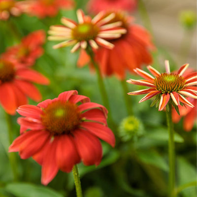 Color Coded® 'Orange You Awesome' Coneflower (Echinacea hybrid)