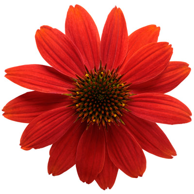 Color Coded® 'Orange You Awesome' Coneflower (Echinacea hybrid)