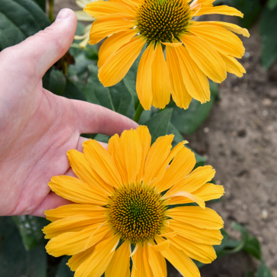 Color Coded 'One in a Melon' Coneflower up close.