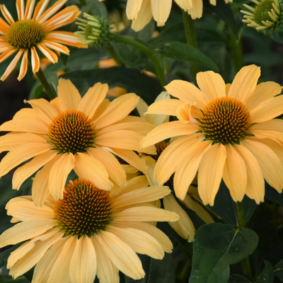 Color Coded 'One in a Melon' Coneflower up close.