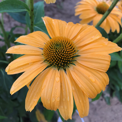 Color Coded 'One in a Melon' Coneflower up close.