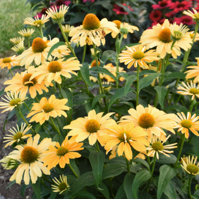 Color Coded 'One in a Melon' Coneflower in focus.