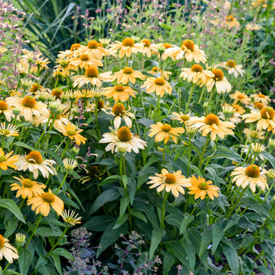 Color Coded® 'One in a Melon' Coneflower (Echinacea hybrid)