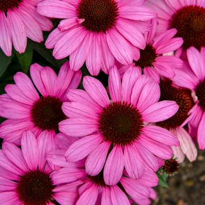 Color Coded 'The Fuchsia is Bright' Coneflower up close.