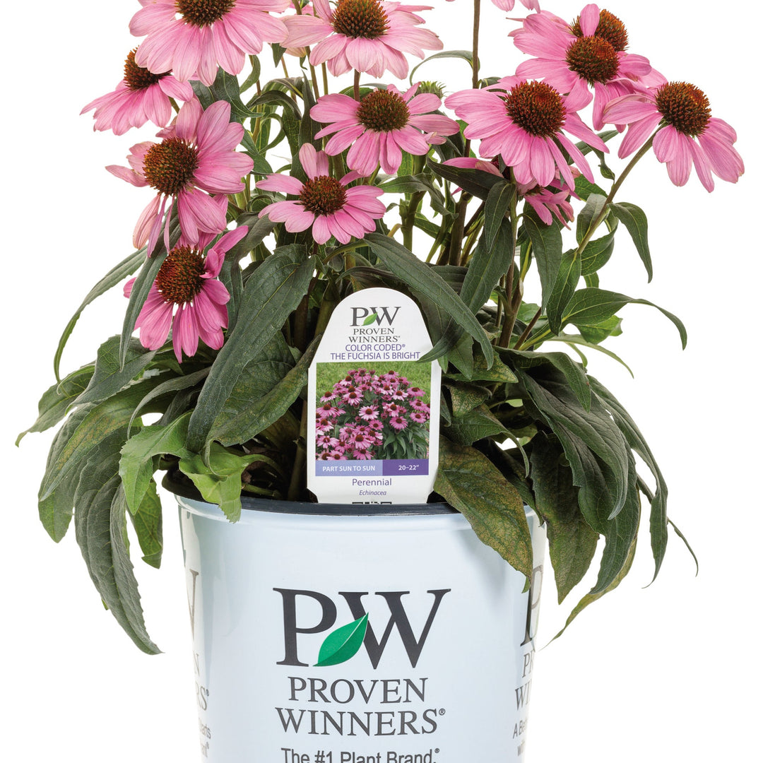 25 BRIGHT STAR CONEFLOWER Seeds - Echinacea Purpurea, Lavender Rose Pink Flowers - Seedville USA