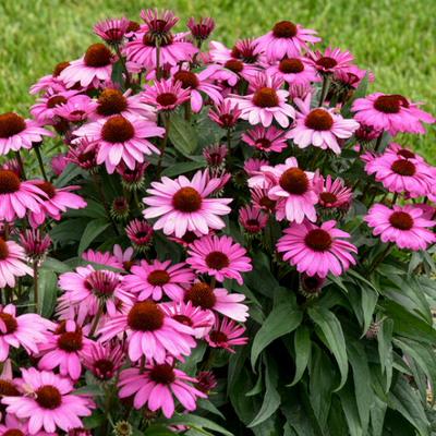 Color Coded 'The Fuchsia is Bright' Coneflower in focus.