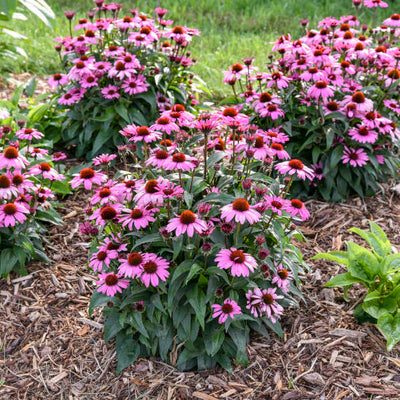 Color Coded® 'The Fuchsia is Bright' Coneflower (Echinacea hybrid)