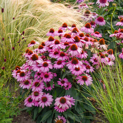 Color Coded® 'The Fuchsia is Bright' Coneflower (Echinacea hybrid)