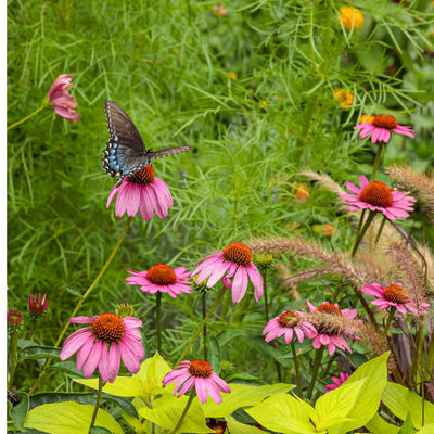 Color Coded® 'The Fuchsia is Bright' Coneflower (Echinacea hybrid)