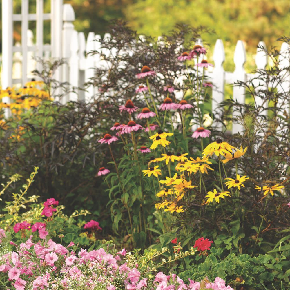 Coneflower | Color Coded® 'The Fuchsia is Bright' | Proven Winners