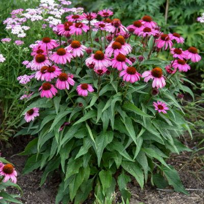 Color Coded 'The Fuchsia is Bright' Coneflower in use.