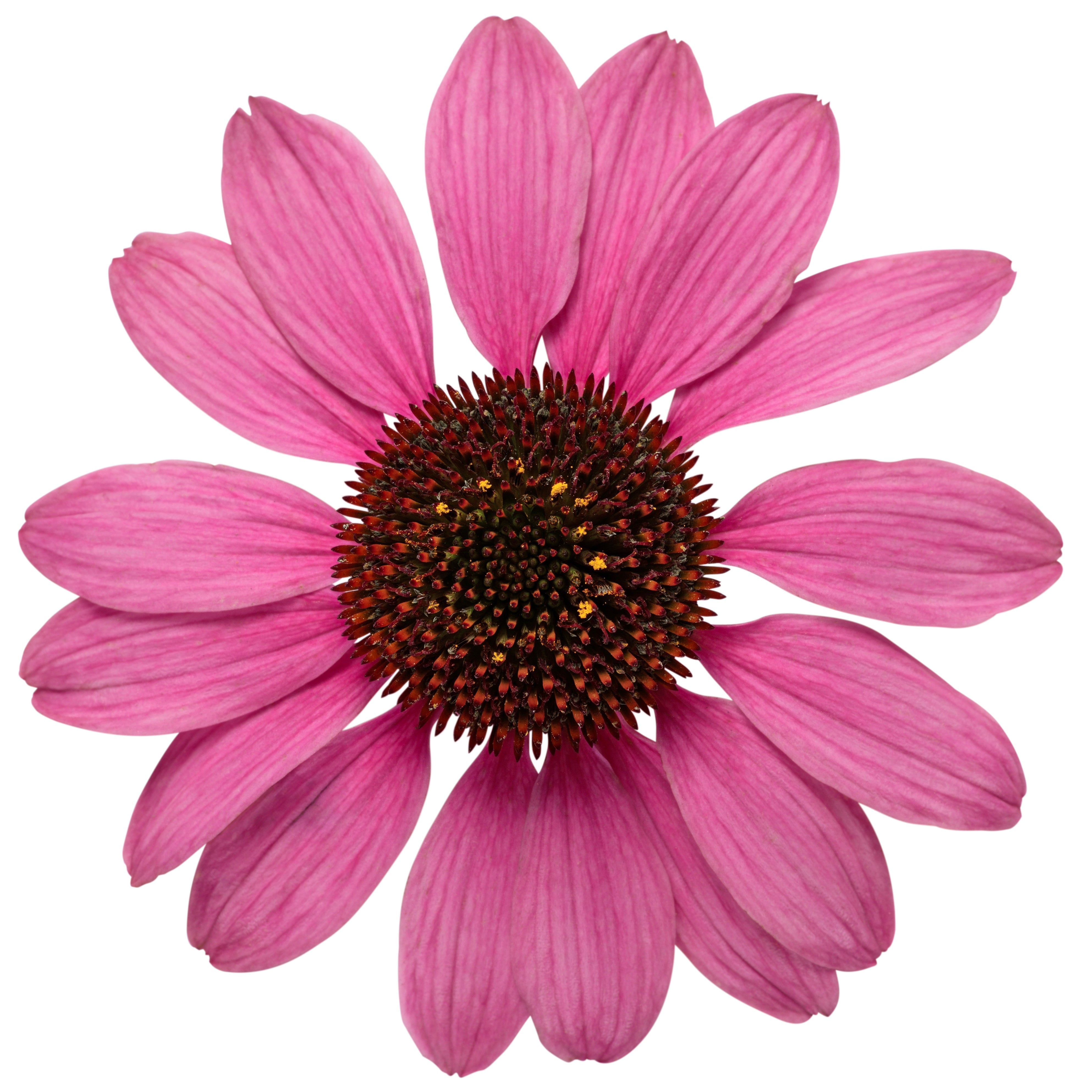 ❖花❖ Coneflower | Color Coded® 'The Fuchsia is Bright' | Proven Winners
