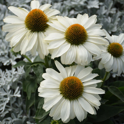 Color Coded® 'The Price is White' Coneflower (Echinacea hybrid)