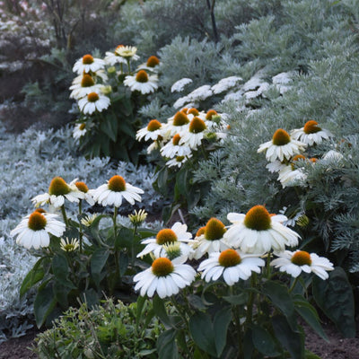 Color Coded® 'The Price is White' Coneflower (Echinacea hybrid)