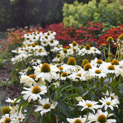 Color Coded® 'The Price is White' Coneflower (Echinacea hybrid)