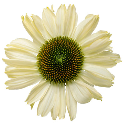 Color Coded® 'The Price is White' Coneflower (Echinacea hybrid)