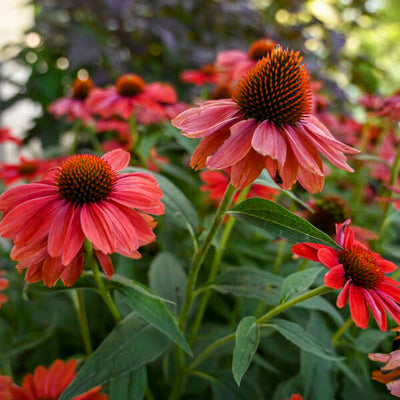 Color Coded® 'Frankly Scarlet' Coneflower (Echinacea hybrid)