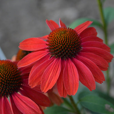 Color Coded 'Frankly Scarlet' Coneflower up close.