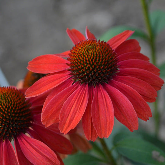 Color Coded® 'Frankly Scarlet' Coneflower (Echinacea hybrid)