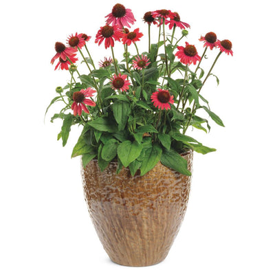 Color Coded® 'Frankly Scarlet' Coneflower (Echinacea hybrid)