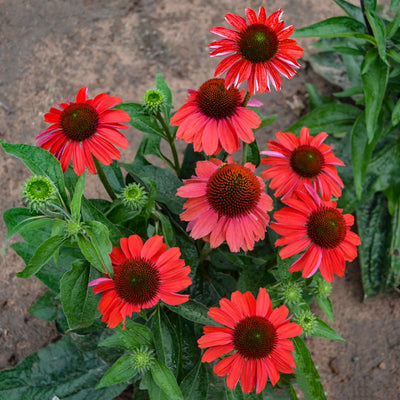 Color Coded 'Frankly Scarlet' Coneflower in focus.