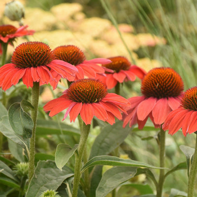 Color Coded 'Frankly Scarlet' Coneflower in focus.