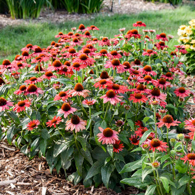 Color Coded® 'Frankly Scarlet' Coneflower (Echinacea hybrid)