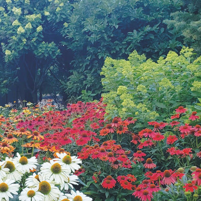 Color Coded® 'Frankly Scarlet' Coneflower (Echinacea hybrid)