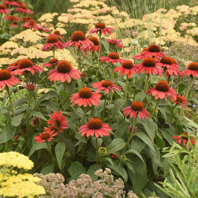 Color Coded 'Frankly Scarlet' Coneflower in use.