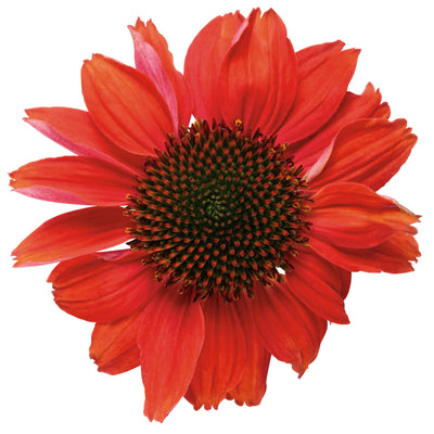 Color Coded® 'Frankly Scarlet' Coneflower (Echinacea hybrid)