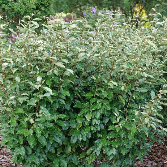 Mr. Smooth® Seedless Thornless Silverthorn (Elaeagnus × ebbingei)