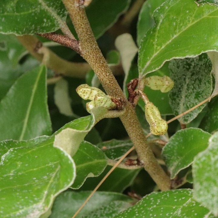 Mr. Smooth® Seedless Thornless Silverthorn (Elaeagnus × ebbingei)