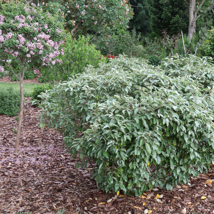 Mr. Smooth® Seedless Thornless Silverthorn (Elaeagnus × ebbingei)