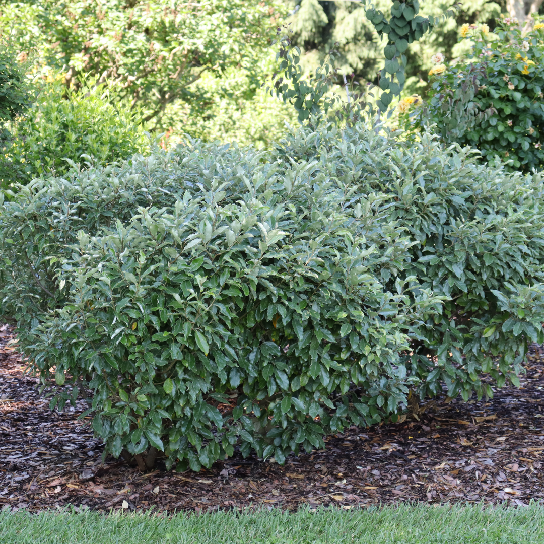 Mr. Smooth® Seedless Thornless Silverthorn (Elaeagnus × ebbingei)