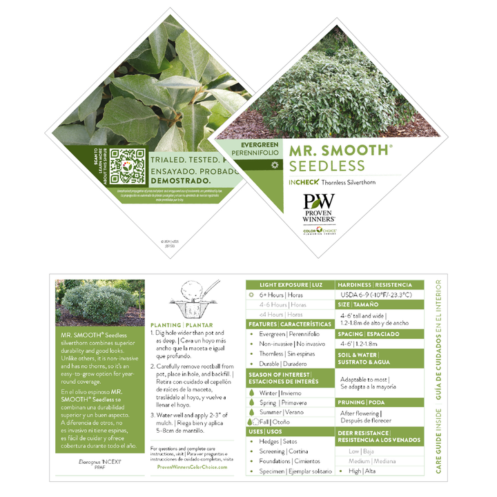Mr. Smooth® Seedless Thornless Silverthorn (Elaeagnus × ebbingei)