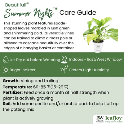 leafjoy littles® Beautifall® Summer Nights™ Pothos detailed care information.