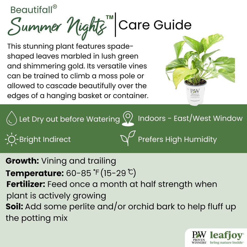 leafjoy littles® Beautifall® Summer Nights™ Pothos detailed care information.