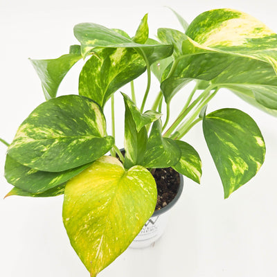 leafjoy littles Beautifall Summer Nights Beautifall Summer Nights Pothos up close.