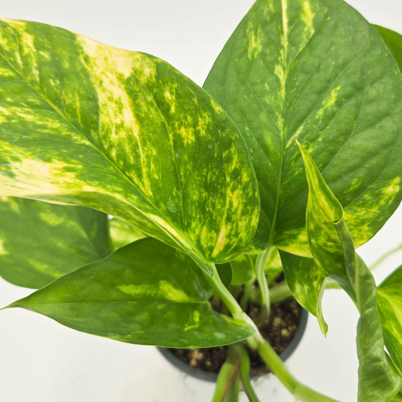 leafjoy littles Beautifall Summer Nights Beautifall Summer Nights Pothos up close.