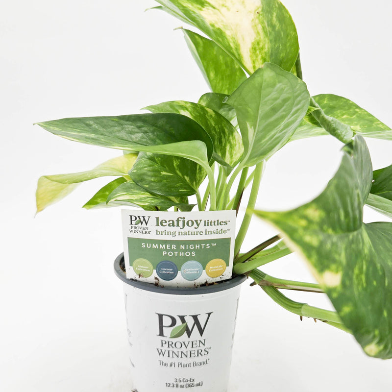 leafjoy littles Beautifall Summer Nights Beautifall Summer Nights Pothos in container.