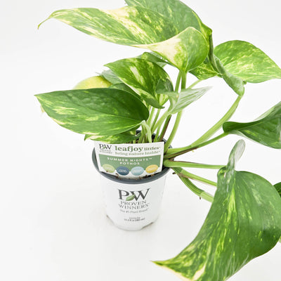 leafjoy littles Beautifall Summer Nights Beautifall Summer Nights Pothos in container.