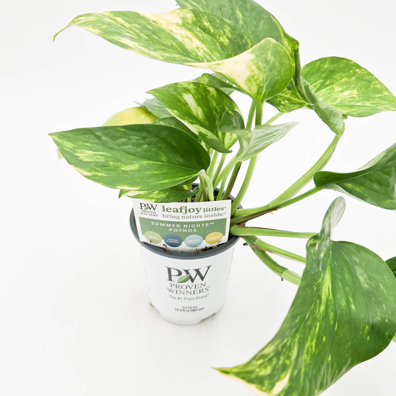 leafjoy littles Beautifall Summer Nights Beautifall Summer Nights Pothos in container.