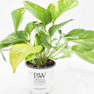 leafjoy littles Beautifall Summer Nights Beautifall Summer Nights Pothos in container.