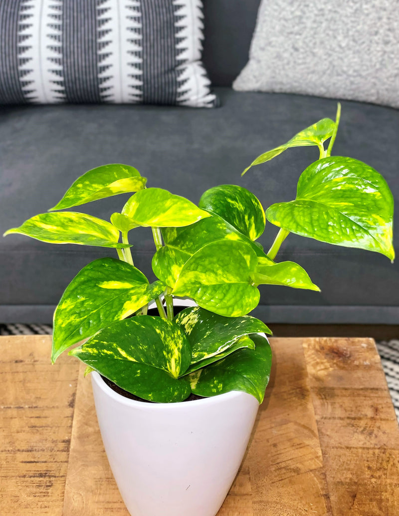 Beautifall Summer Nights Pothos in use.