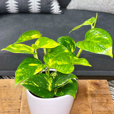 Beautifall Summer Nights Pothos in use.