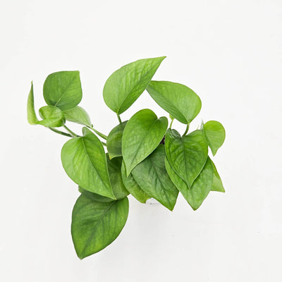 leafjoy littles™ Beautifall® Jade Pothos (Epipremnum aureum)