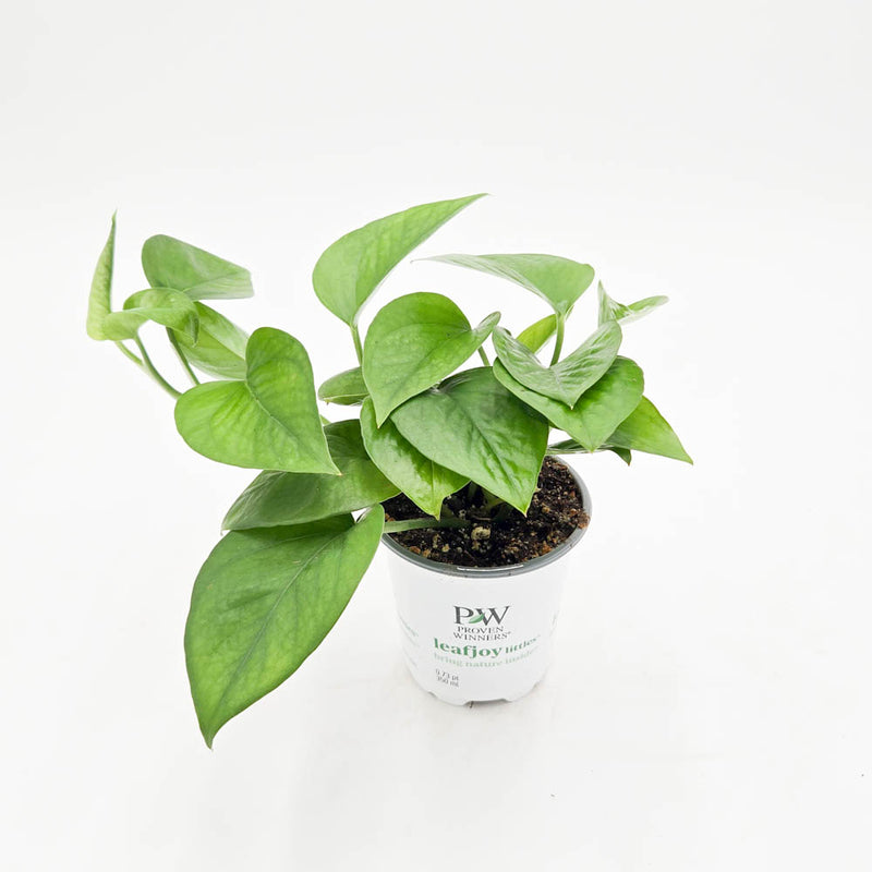 leafjoy littles™ Beautifall® Jade Pothos (Epipremnum aureum)