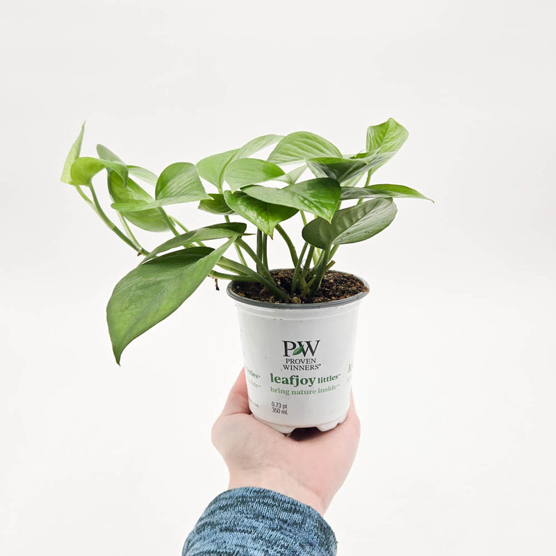 leafjoy littles™ Beautifall® Jade Pothos (Epipremnum aureum)