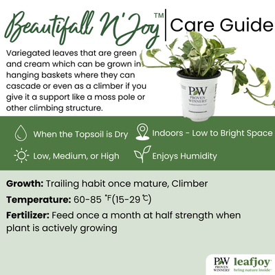 leafjoy® Beautifall® N'Joy Pothos detailed care information.