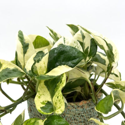 leafjoy Beautifall N'Joy Pothos up close.